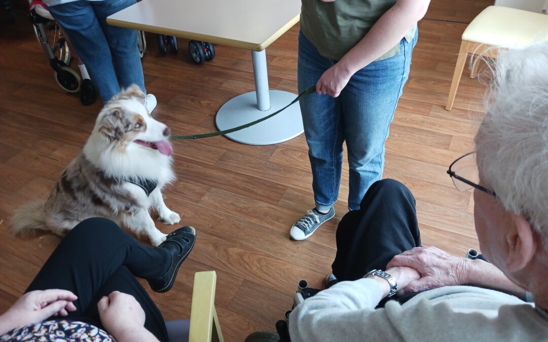 Voilà quelques photos des chiens qui interviennent à Barlin.Nos compagnons apportent tellement de réconfort et de bonheur aux résidents que nos visites sont toujours très attendues par les résidents.