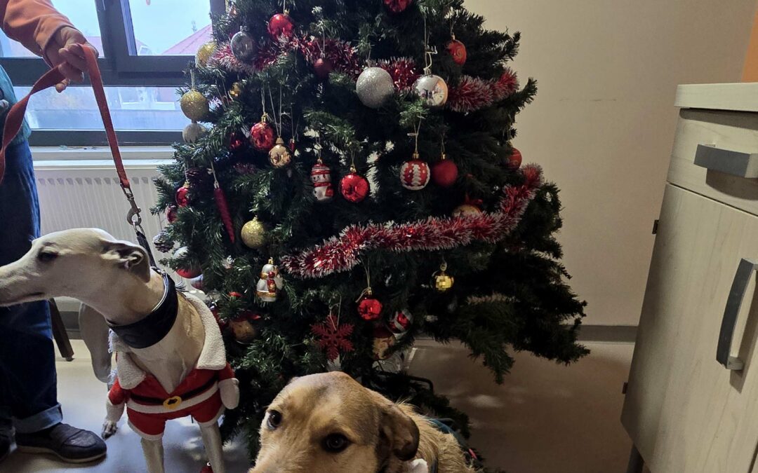 Les pères Noël Ben, Navy & Plume ont rendu visite aux patients du Centre Constance Pascal de Valenciennes pour leur apporter une bulle de bonheur – mission réussie