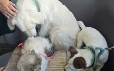 Hygie, Speed, Plume & Ben se sont retrouvés à l’unité de soins palliatifs ce samedi 10 mai en mission câlins pour le plus grand bonheur des patients, des familles et du personnel. Bravo ! Mission accomplie comme toujours. Vous êtes formidables.