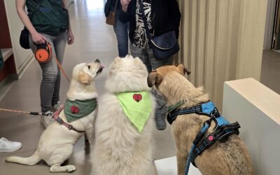 Swann et Ben ont accueilli le magnifique Spyro ce samedi 3 mai au Centre Constance Pascal de Valenciennes pour sa première mission.L’ensemble des patients mais aussi le personnel sont tombés sous le charme de ce gentil nounours. Merci à lui et à sa sympathique gardienne Pauline de nous rejoindre dans l’aventure le Cœur sur la Patte.