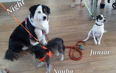 Junior,Nouba & Night.