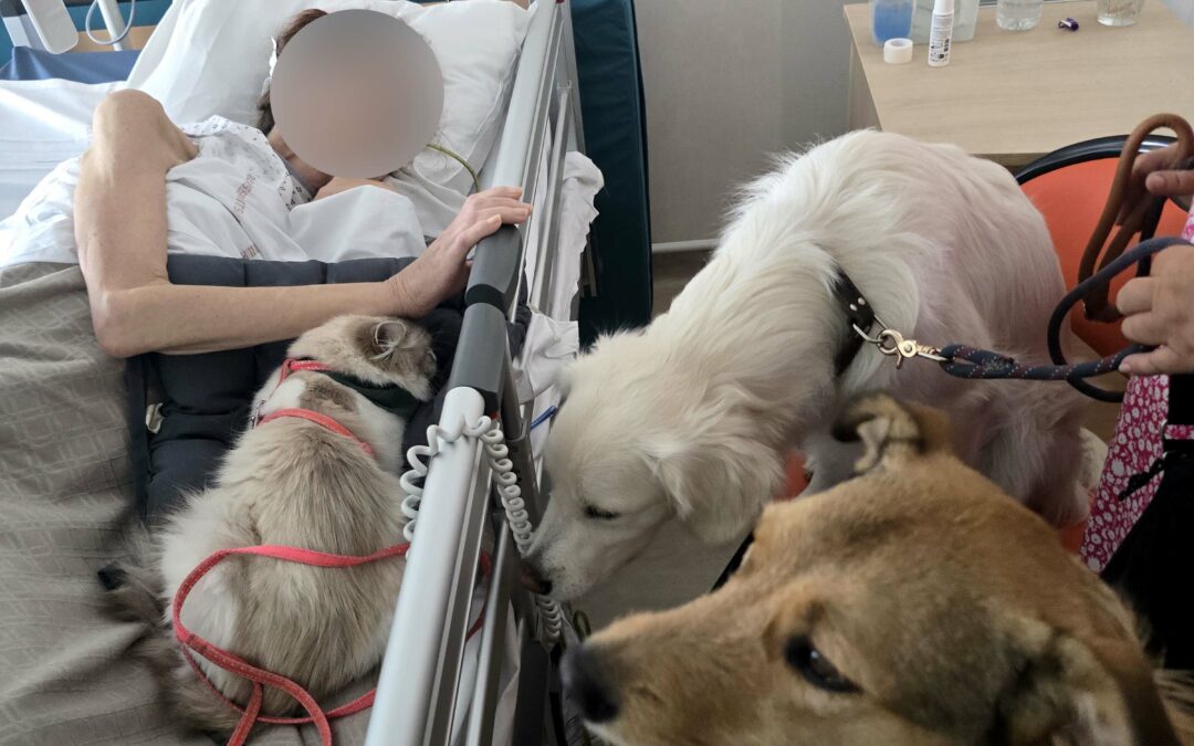Hygie, Plume, Speed, Opalyne & Ben ont apporté une pause dans les soins médicaux aux patients, aux familles et au personnel soignant ce samedi 12 juil