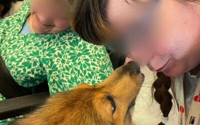 Toffee et Night à la Marelle le 8 septembre 2025.Seulement deux chiens mais avec un grand cœur ! Guidés par Christine nous avons visité les 4 ailes dont deux où se prépare un gâteau bien appétissant !! Bien Accueilli on nous offre toujours un bol d eau ! Merci à la marelle pour ce petit temps ensemble où les sourires ne mentent pas.