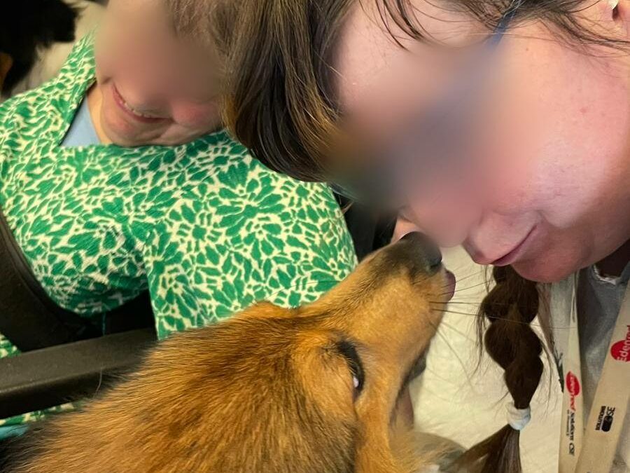 Toffee et Night à la Marelle le 8 septembre 2025.Seulement deux chiens mais avec un grand cœur ! Guidés par Christine nous avons visité les 4 ailes dont deux où se prépare un gâteau bien appétissant !! Bien Accueilli on nous offre toujours un bol d eau ! Merci à la marelle pour ce petit temps ensemble où les sourires ne mentent pas.