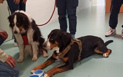 Dog Love Story à l’EPSM D’ARMENTIÈRES Avec dans le rôle du grand bouvier suisse RIVEN Et dans le rôle du Berger Australien MOÏRA