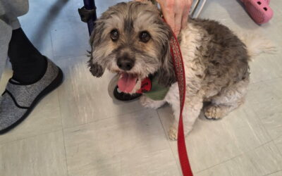 Merlin Maddie Nevy et Plume au Château d’Ecaillon