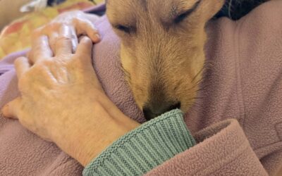 Une belle visite à la Maison de Santé de la Scarpe à Lallaing le samedi 27 septembre.Ben, Navy et Plume ont eu le plaisir de partager un moment de douceur et de complicité avec les patients.Ces instants de médiation animale permettent de créer des sourires, d’apporter un peu de réconfort et de rompre la routine du quotidien. Un grand merci en particulier à Anthony, l’animateur pour son accueil toujours chaleureux !
